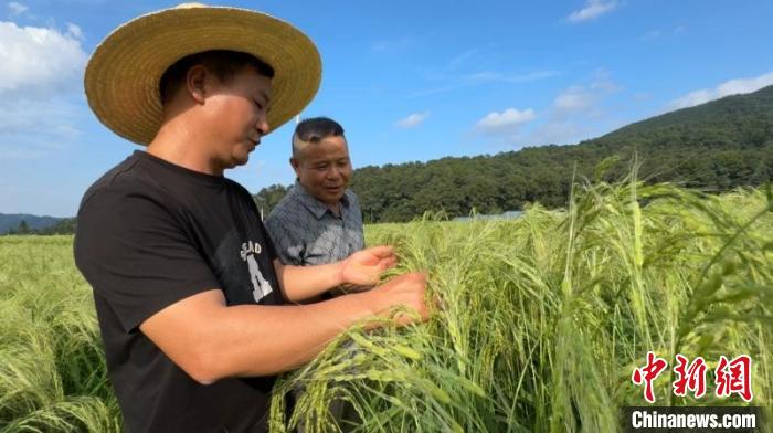 湖南江永保护香米种质资源 推行原生态传统种植